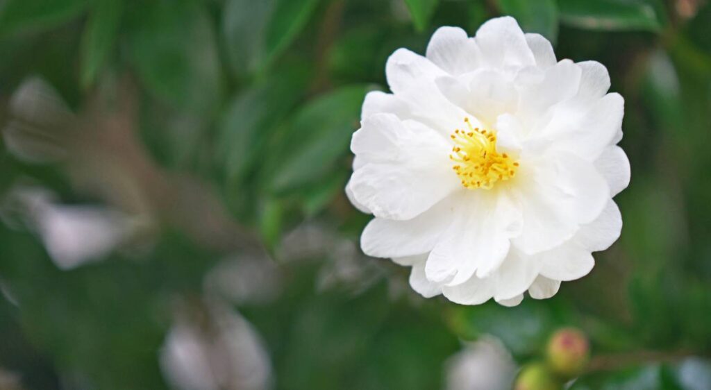 Camellia sasanqua 'Cléopâtre'