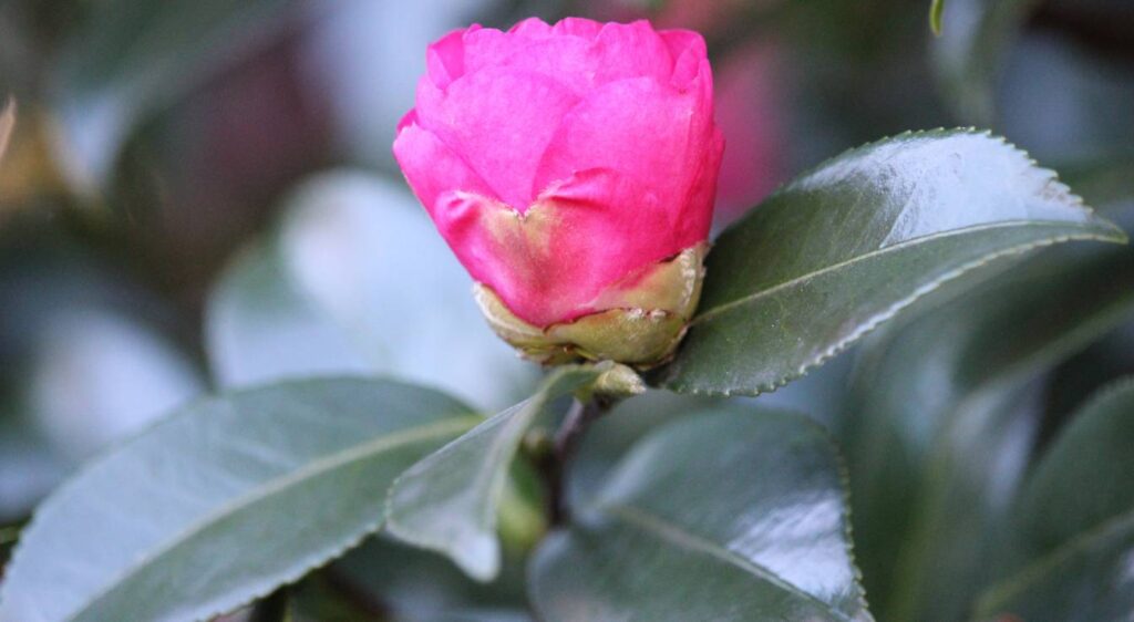 Camellia sasanqua 'Cléopâtre'