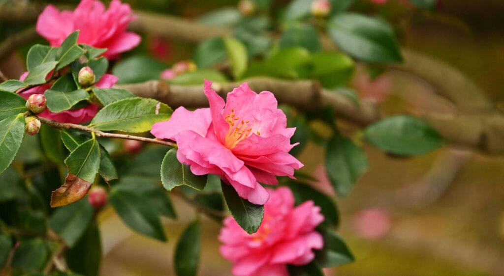 Camellia sasanqua 'Cléopâtre'