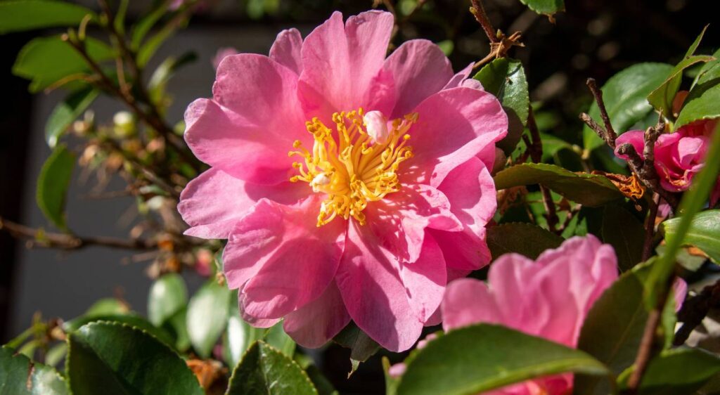 Camellia sasanqua Kanjiro
