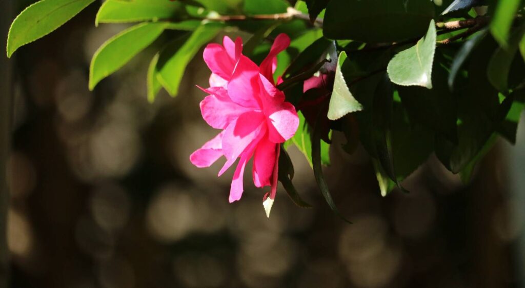 Camellia sasanqua Kanjiro
