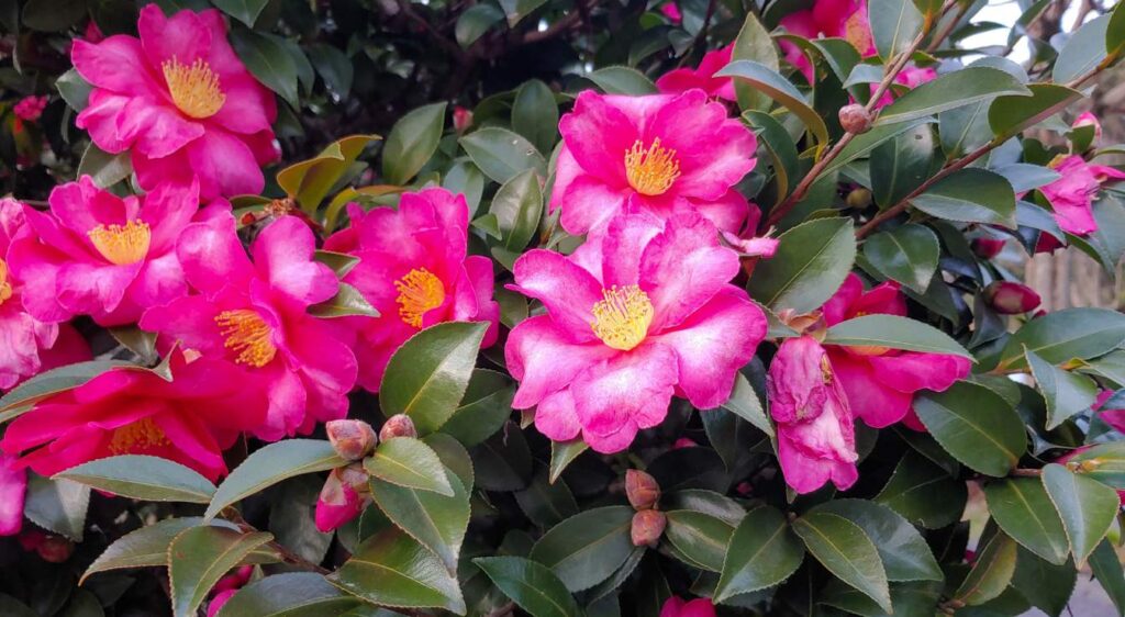 Camellia sasanqua kanjiro