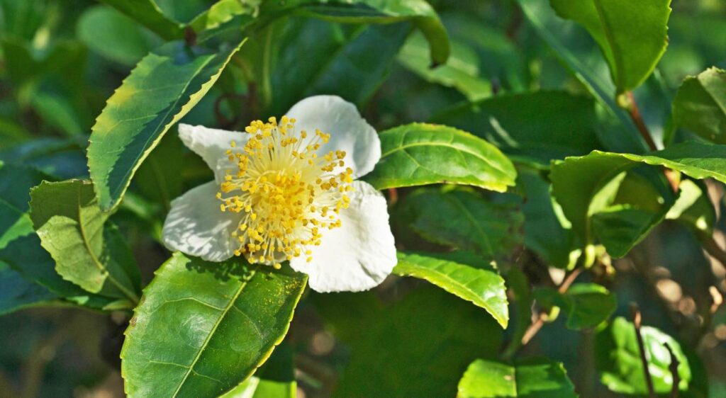 camellia sinensis sinensis