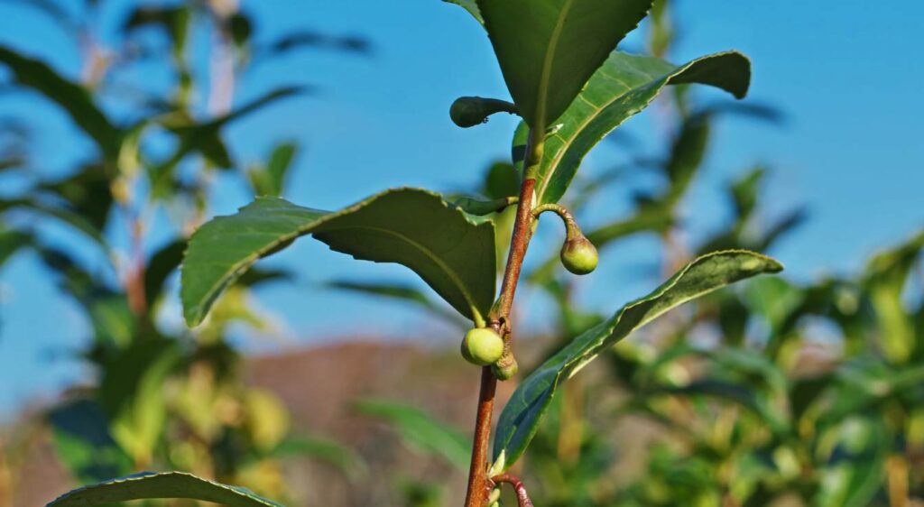 camellia sinensis plant