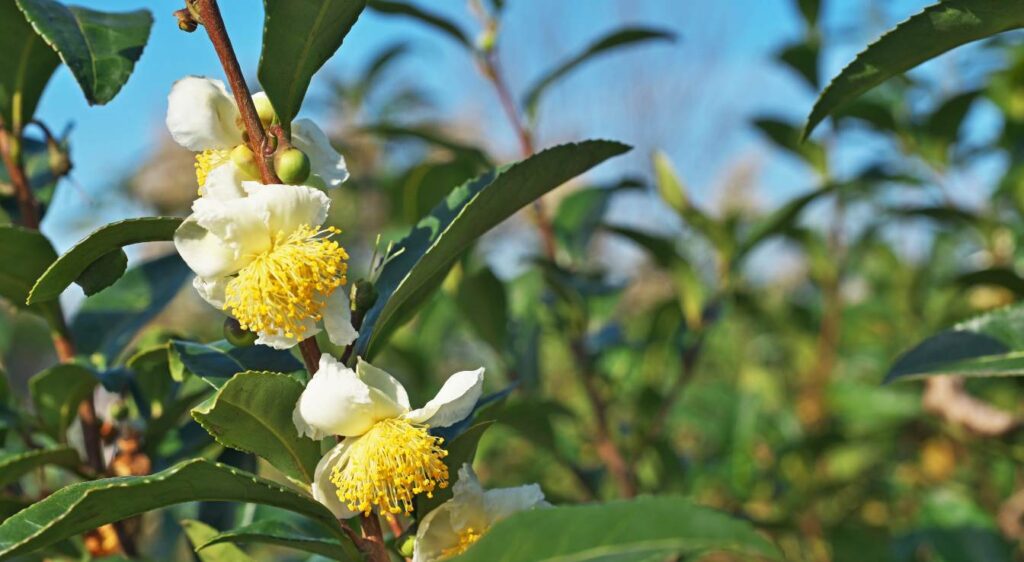 plant camellia sinensis