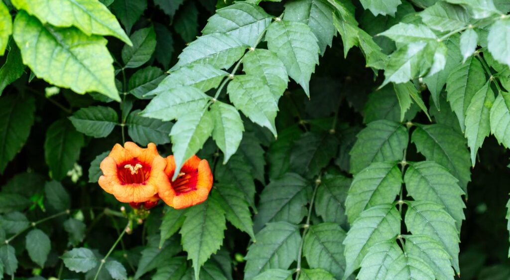 Campsis radicans