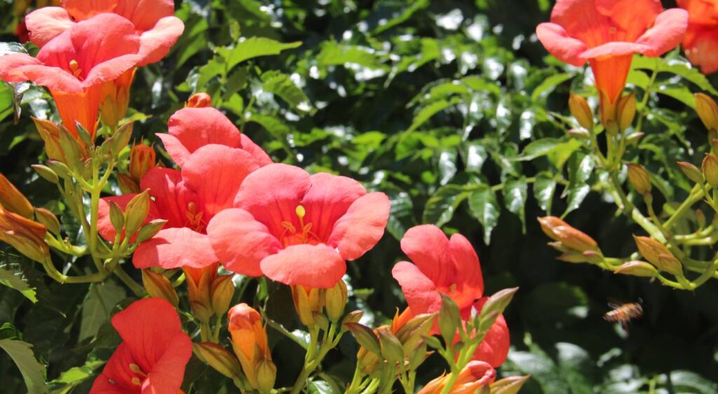 Campsis radicans