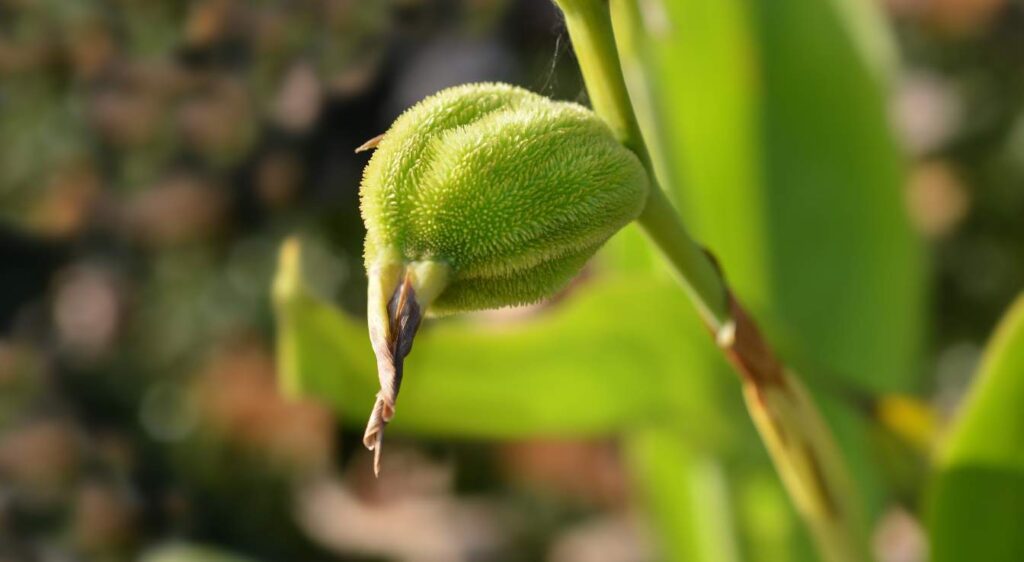 golden canna plante