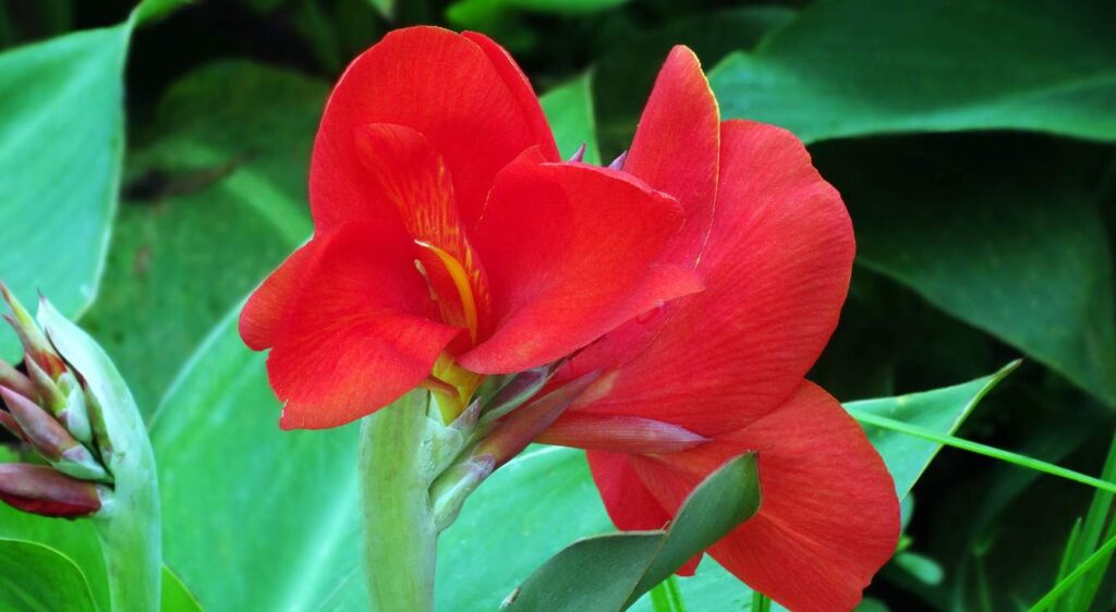 canna plantes