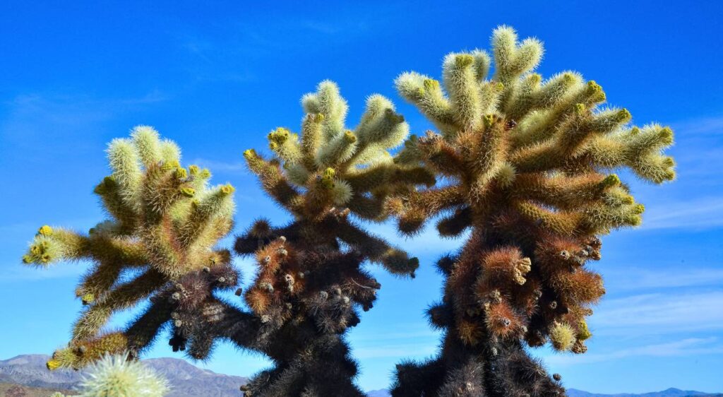Cholla Cylindropuntia