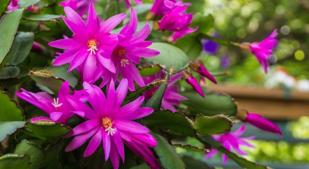 Christmas cactus