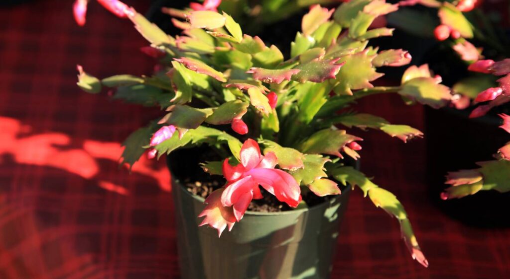 Christmas cactus