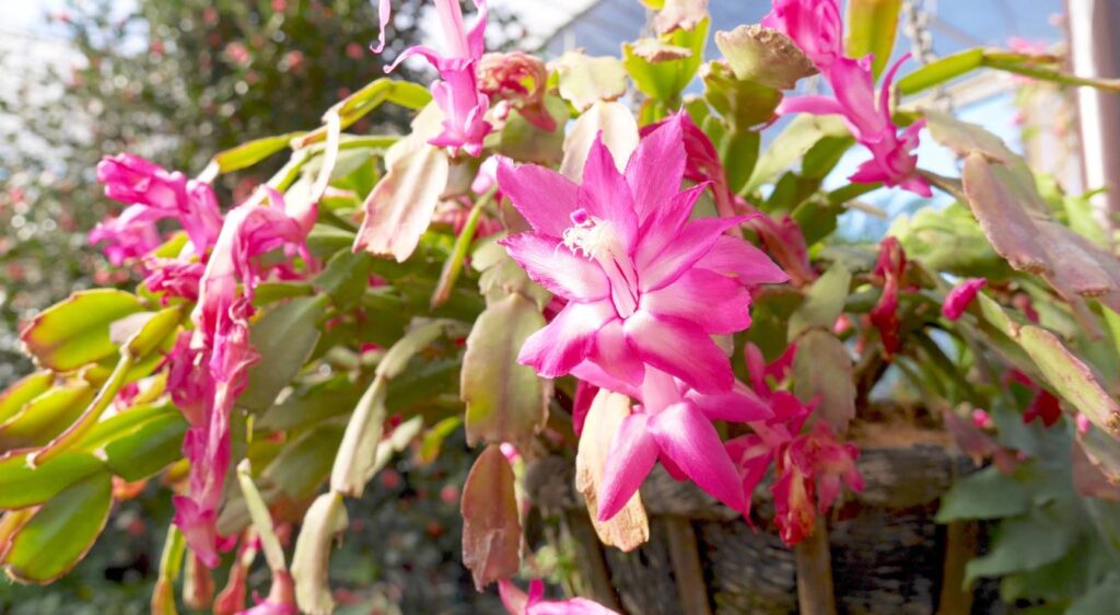 Christmas cactus