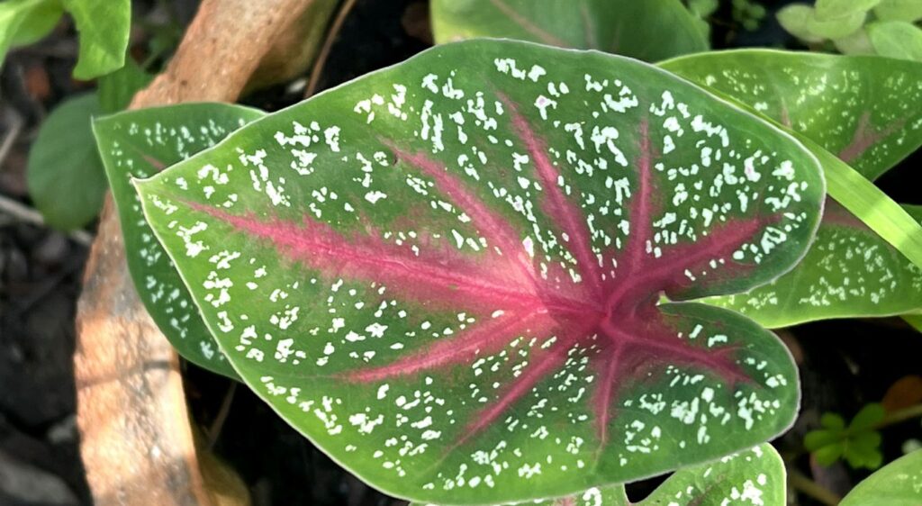 colocasia esculenta royal purple