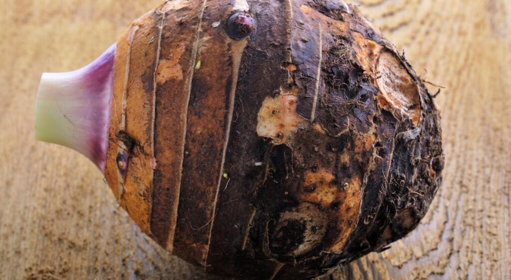colocasia esculenta plant