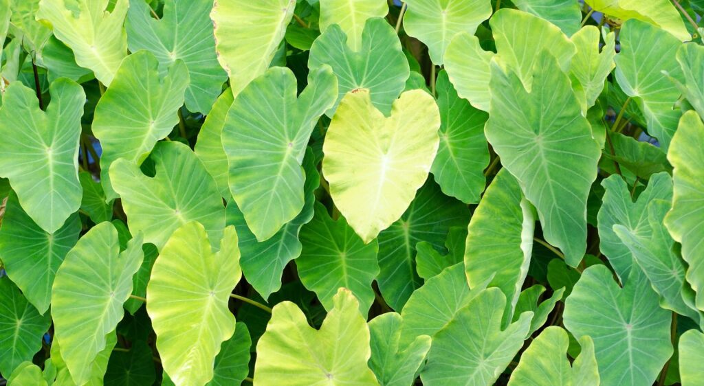 plant colocasia esculenta