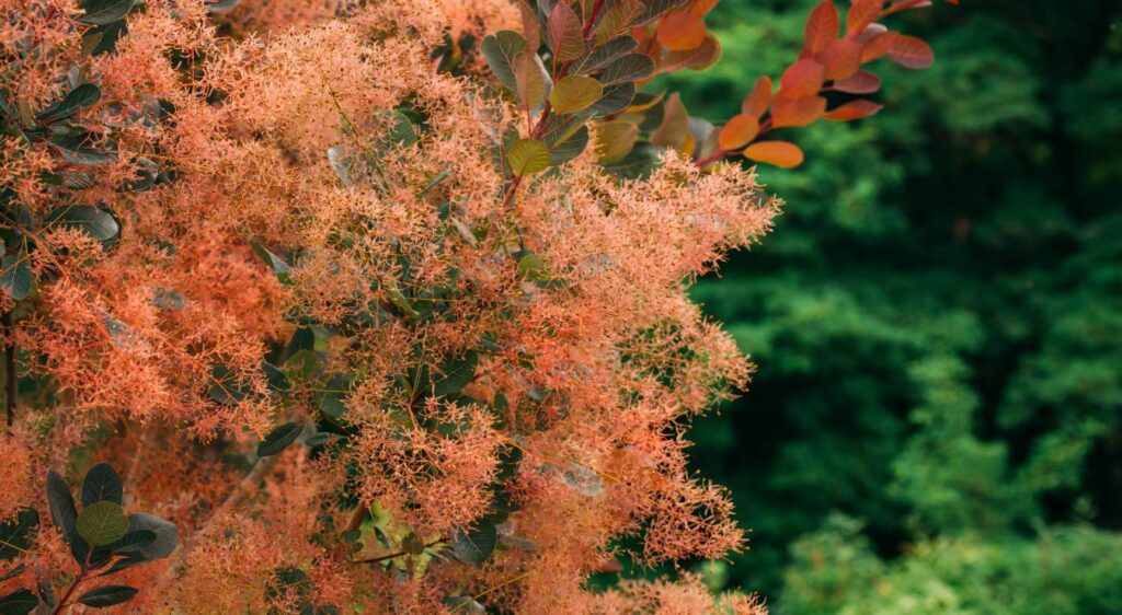 cotinus plant