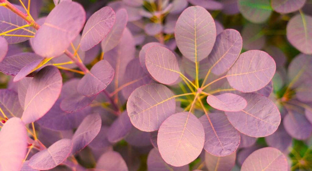 cotinus plant fleur