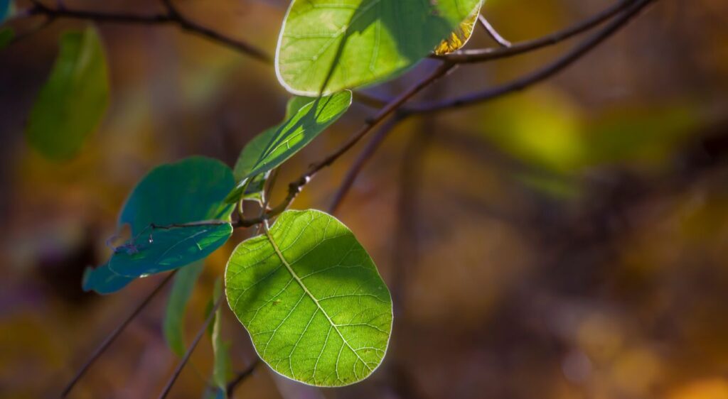 Cotinus coggygria