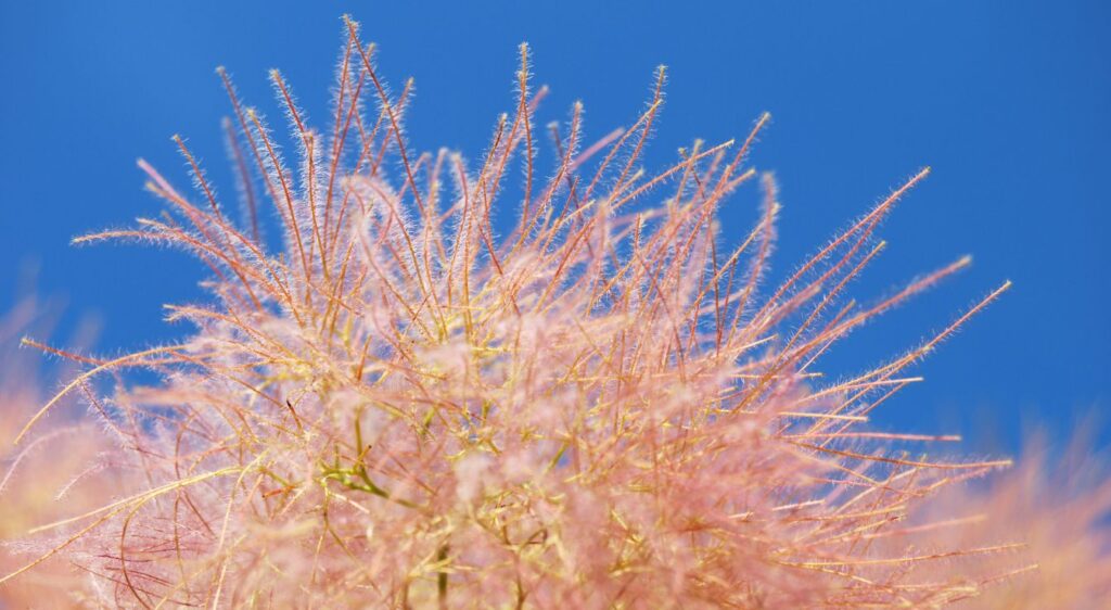 smoke tree cotinus coggygria