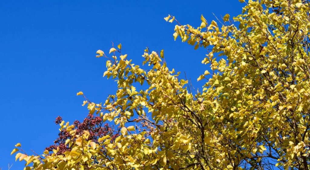 Cotinus coggygria plante