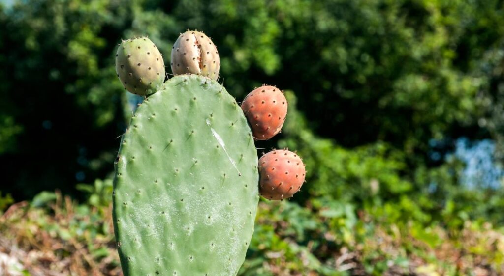 cactus raquettes