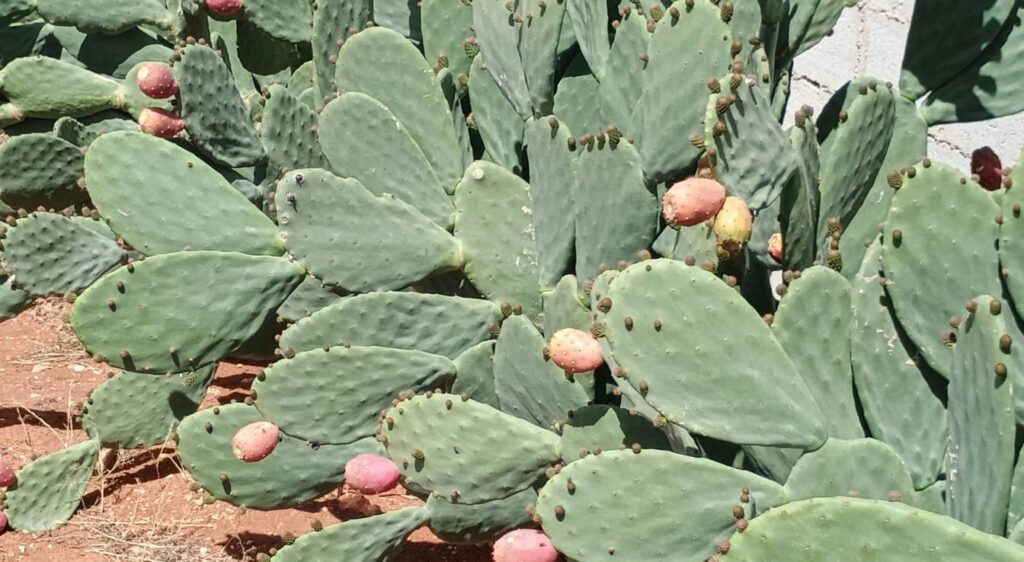 cactus raquettes