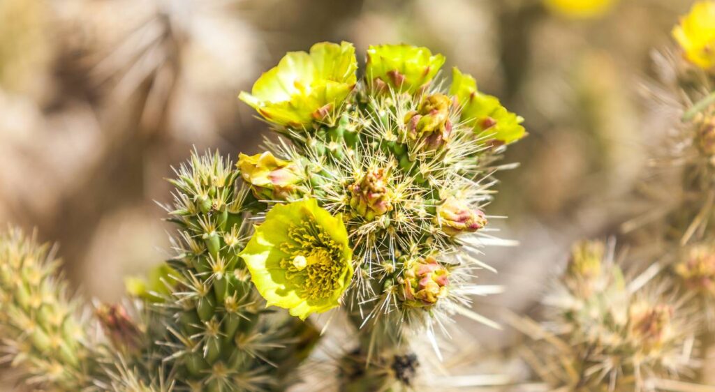 Cylindropuntia