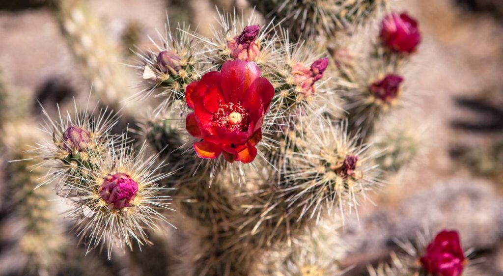 Cylindropuntia
