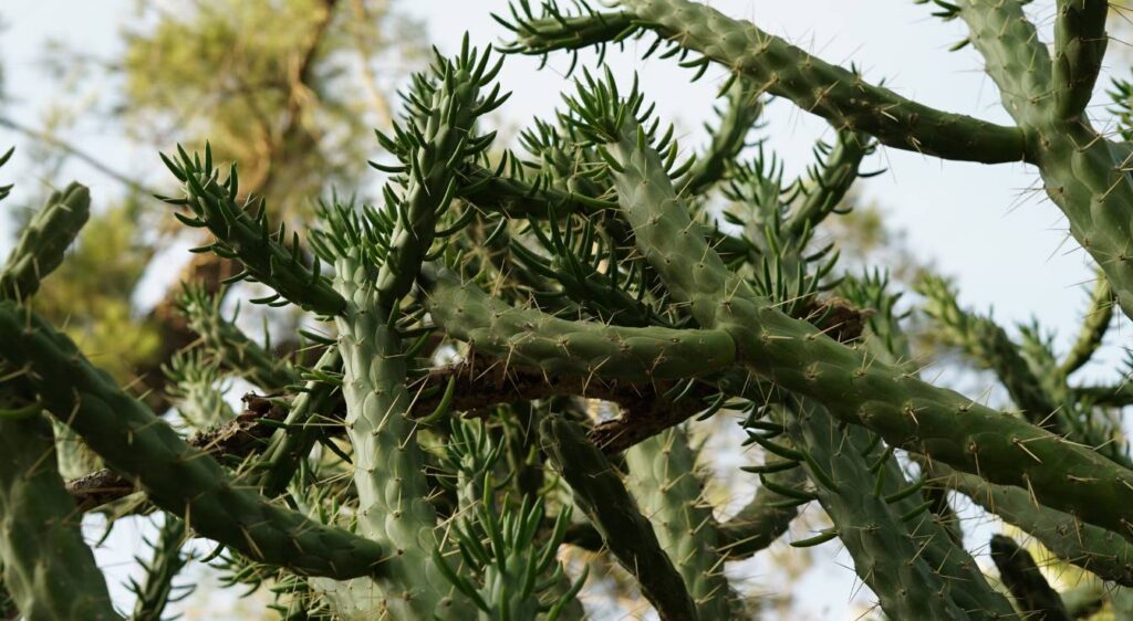 Cylindropuntia