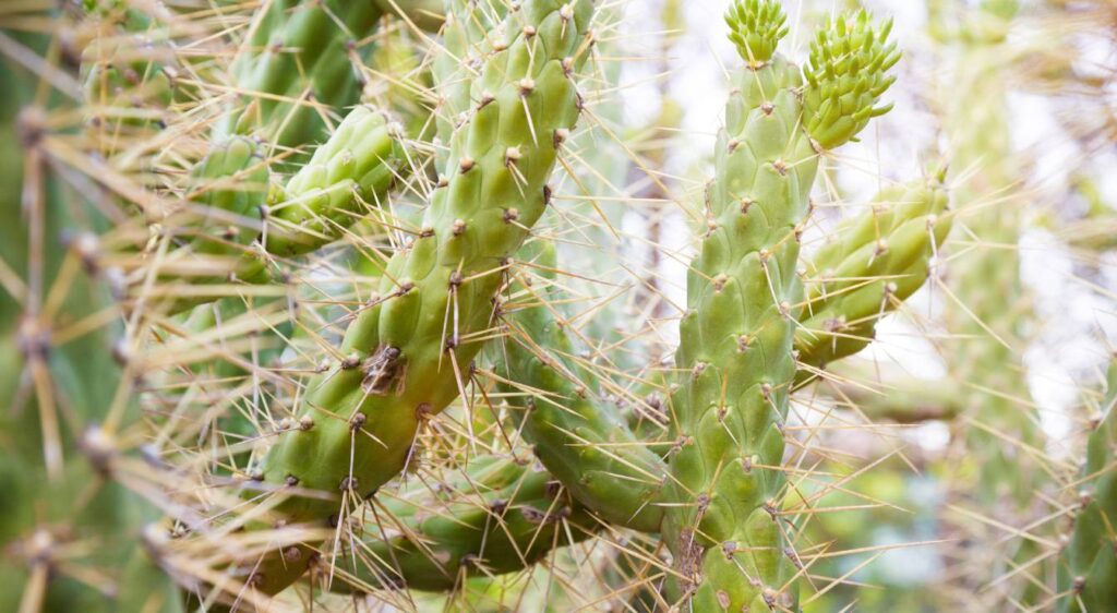 cactus cylindropuntia imbricata