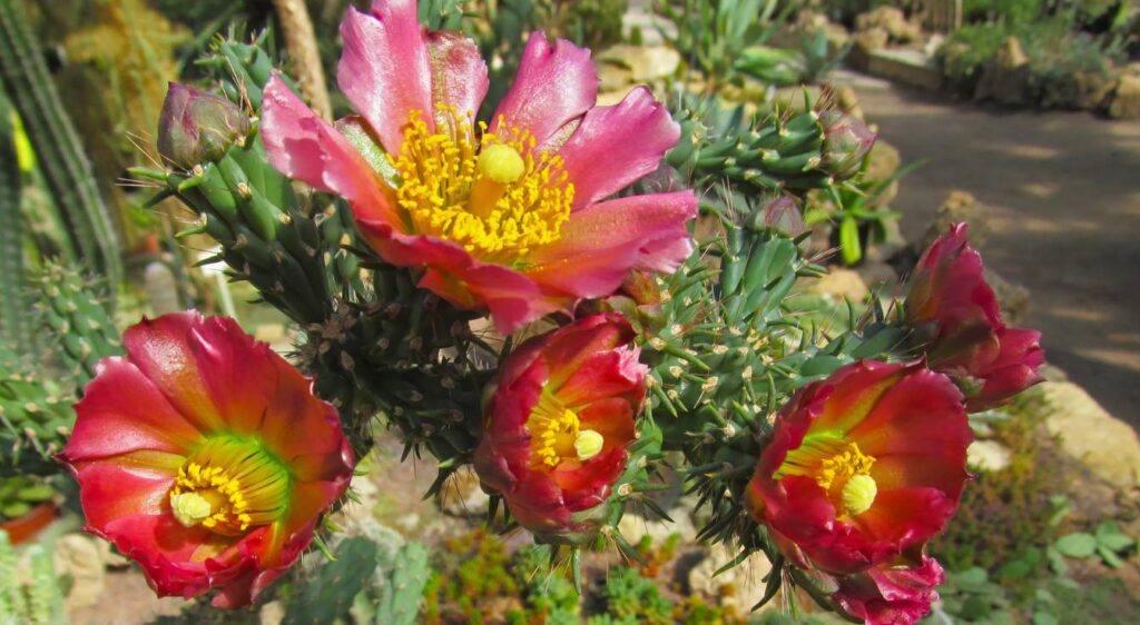 cylindropuntia imbricata cactus