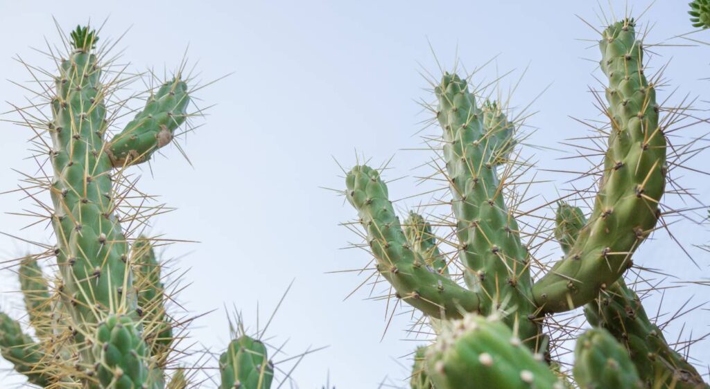 imbricata cylindropuntia