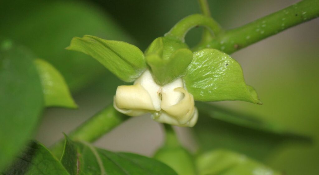 Diospyros virginiana