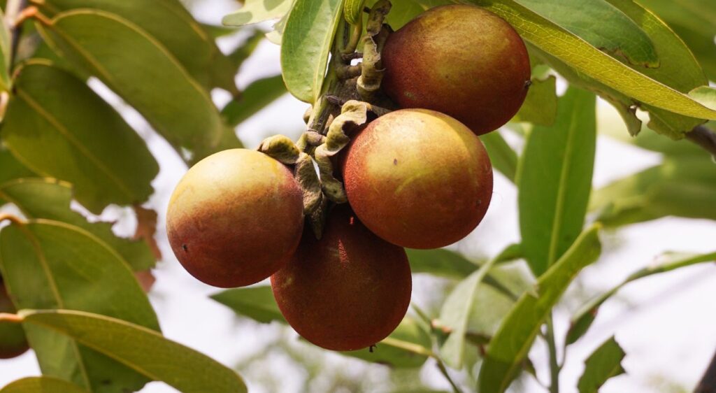 plaqueminier de virginie