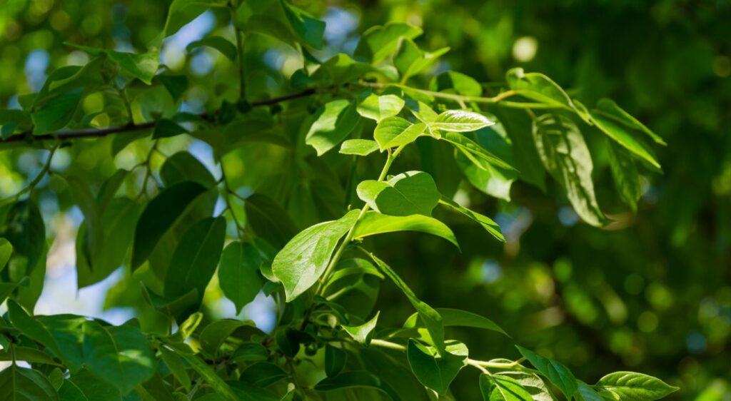 Diospyros virginiana