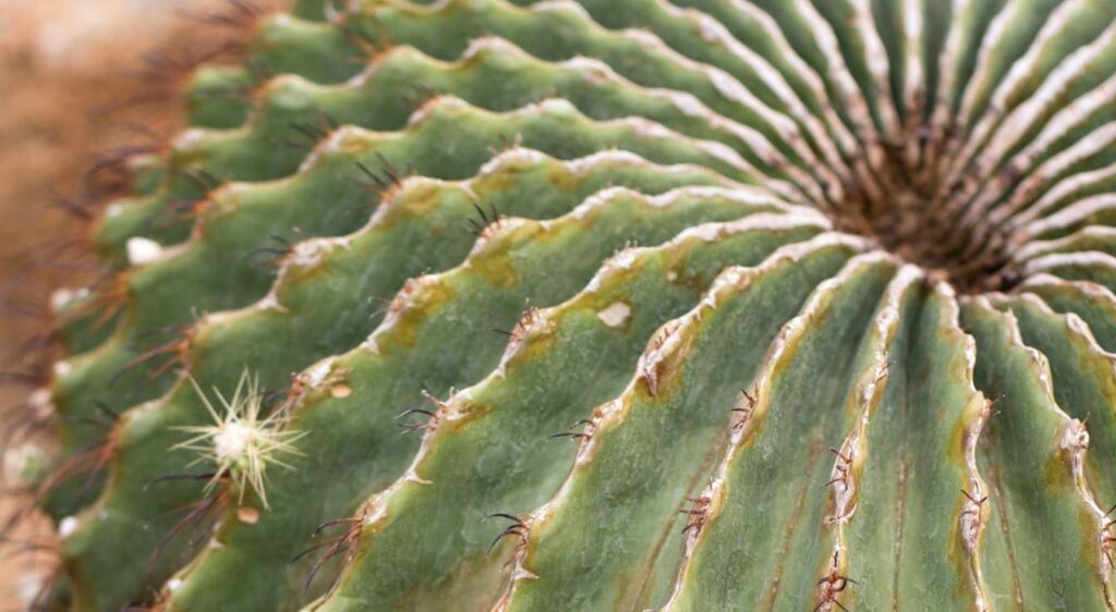 echinocactus grusonii cactus