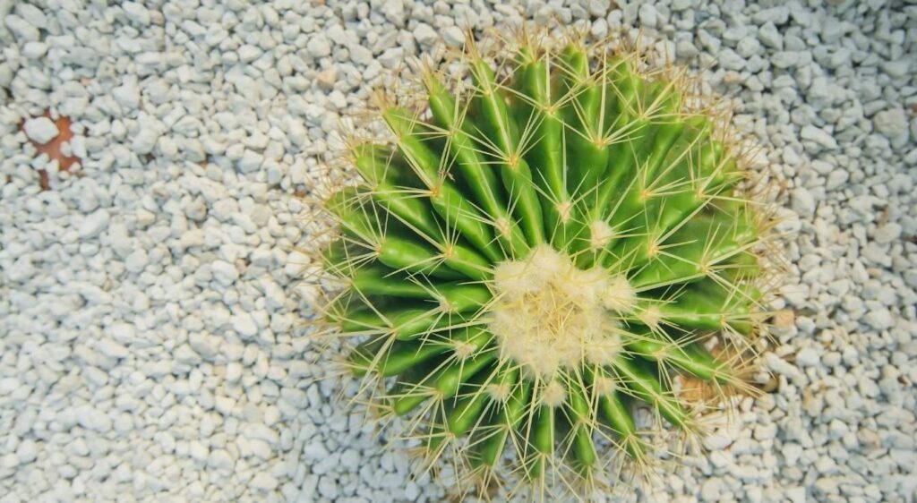 grusonii echinocactus