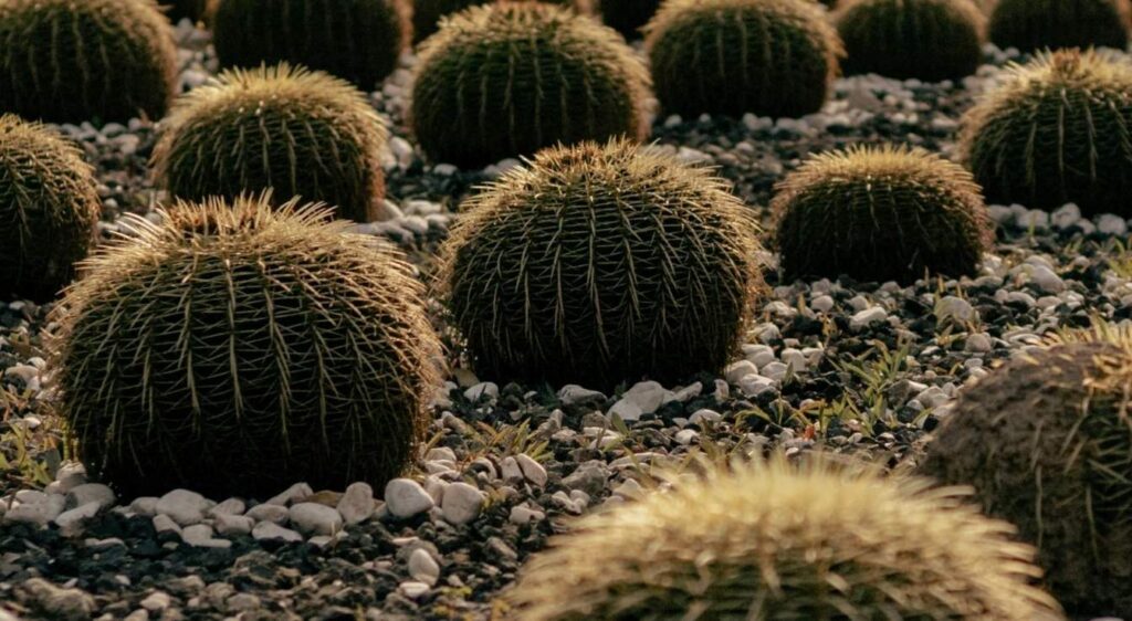 cactus echinocactus grusonii