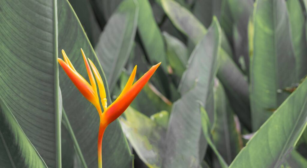 heliconia bihai plant