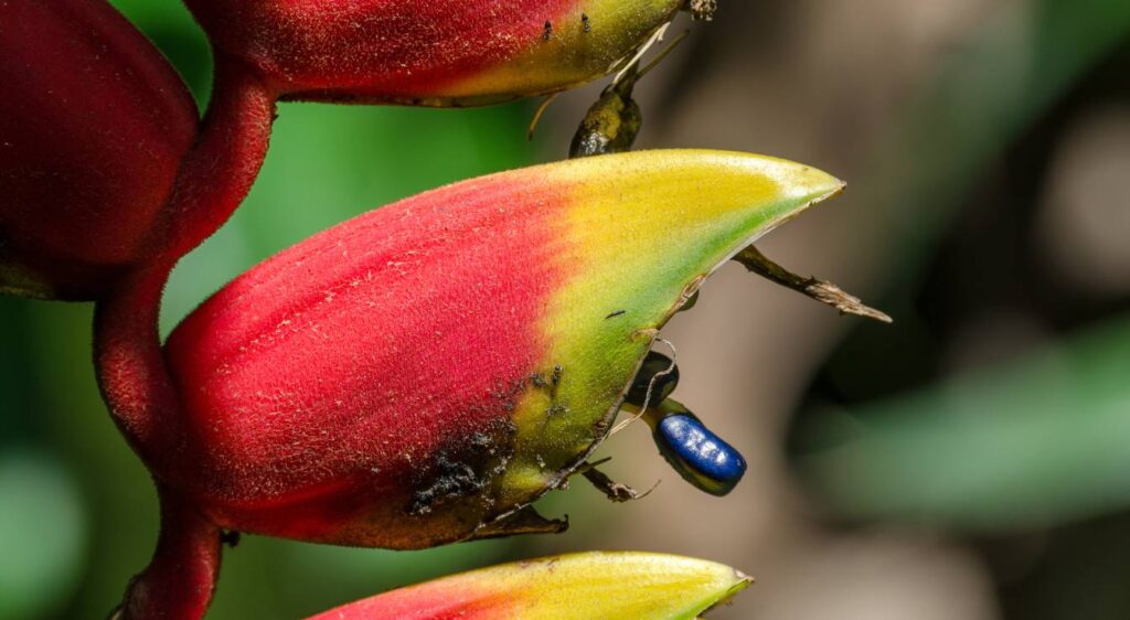 heliconia bihai fleur