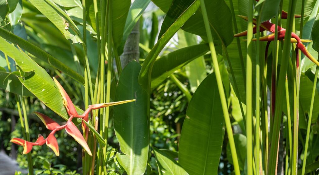 plant heliconia bihai
