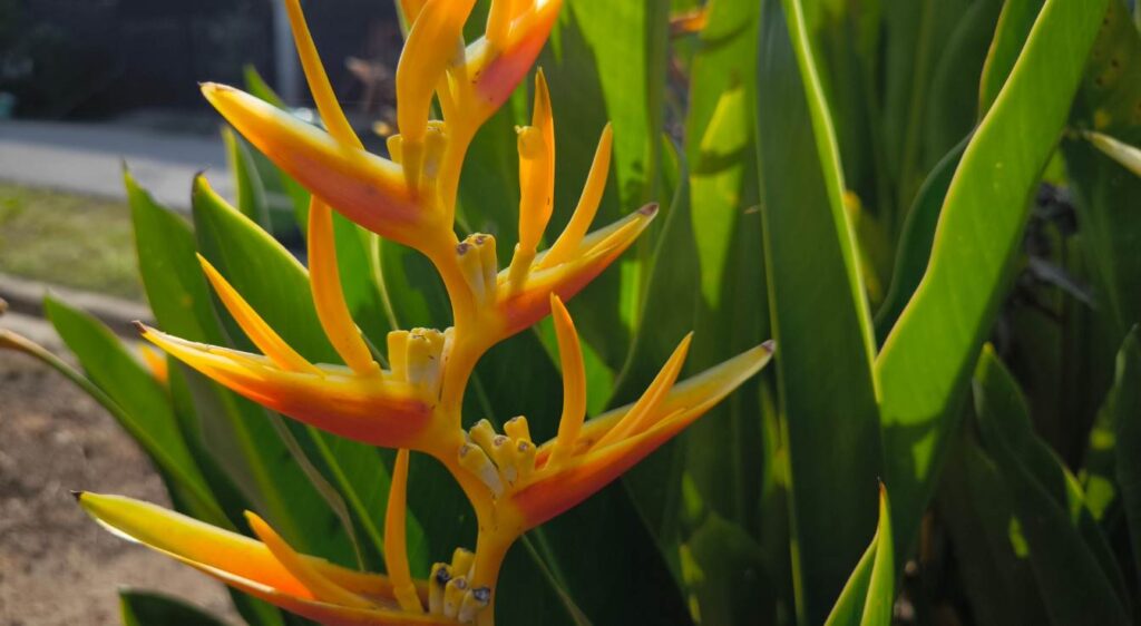 heliconia psittacorum GOLDEN TORCH