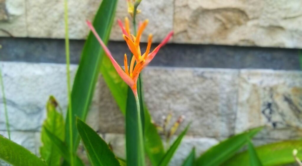 plant heliconia psittacorum