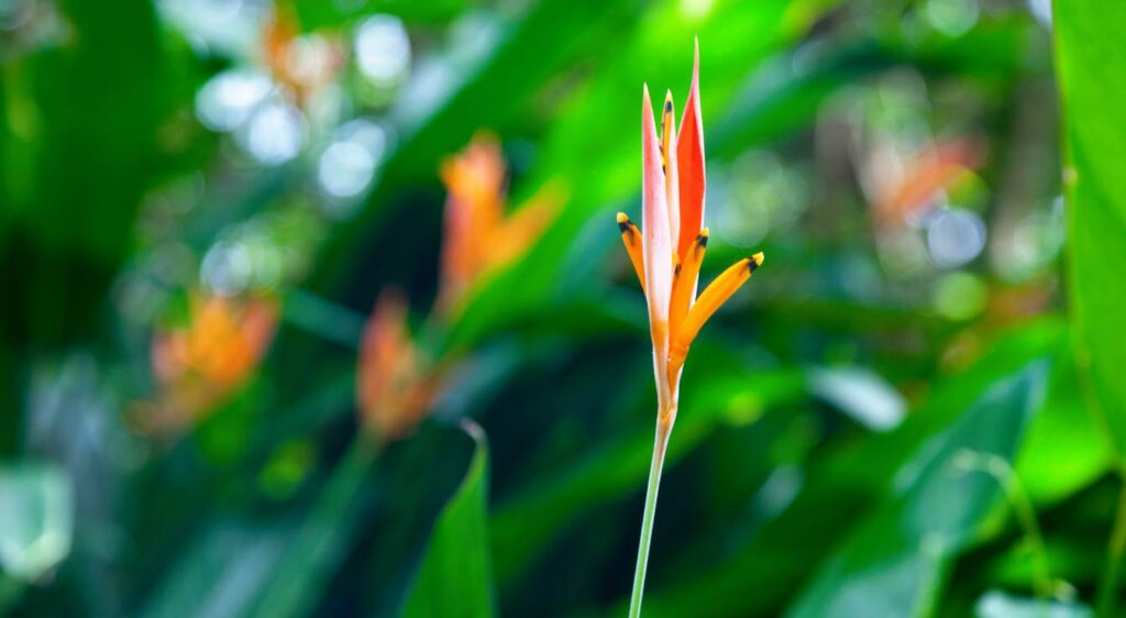 heliconia psittacorum fleur