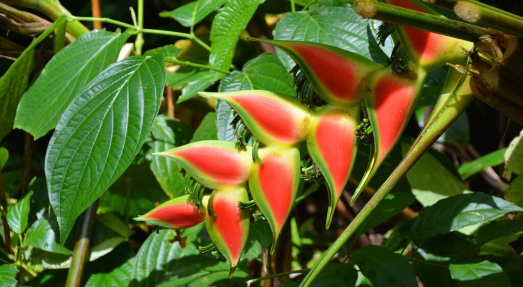 Heliconia rostrata