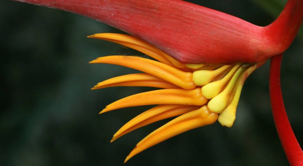 heliconia