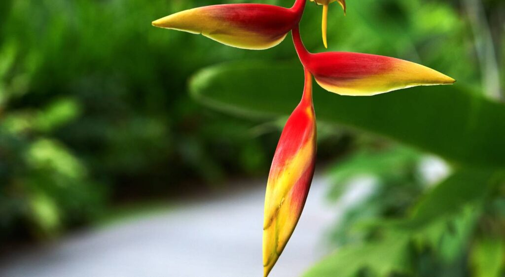 Heliconia rostrata