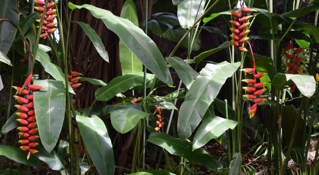 Heliconia rostrata plante