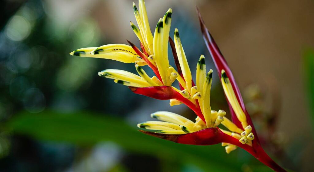 l'heliconia schiedeana